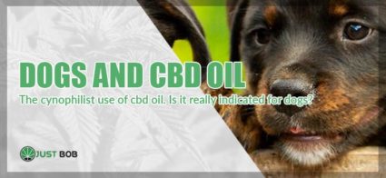 cbd oil for dogs