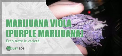 Marijuana viola : ecco tutte le varietà