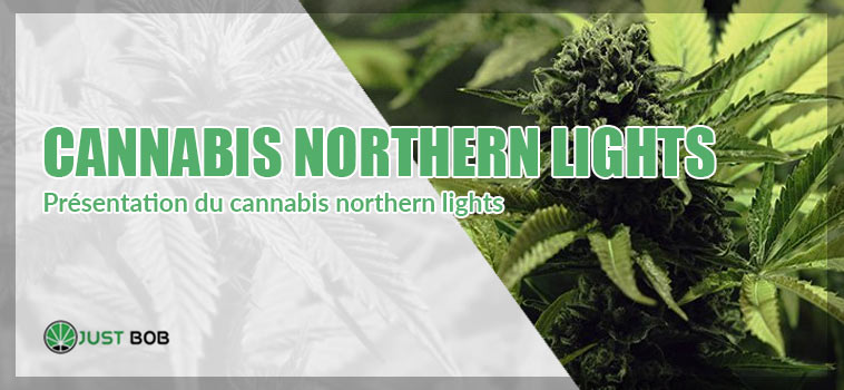 Le Northern Lights Cannabis