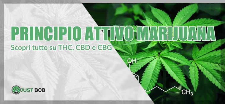 Marihuana: THC, CBD e CBG