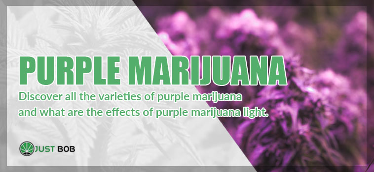 Purple marijuana: here are all the varieties