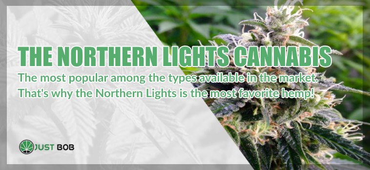 Introducing the Northern Lights cannabis