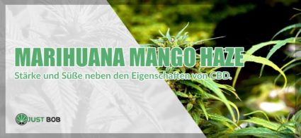 Marihuana Mango Haze