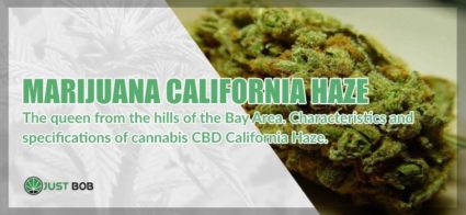 The californiza Haze CBD