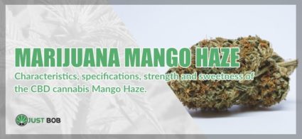 The Marijuana Mango Haze