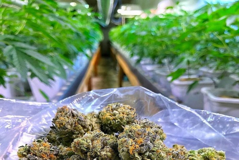 Die medizinische Verwendung von Cannabis