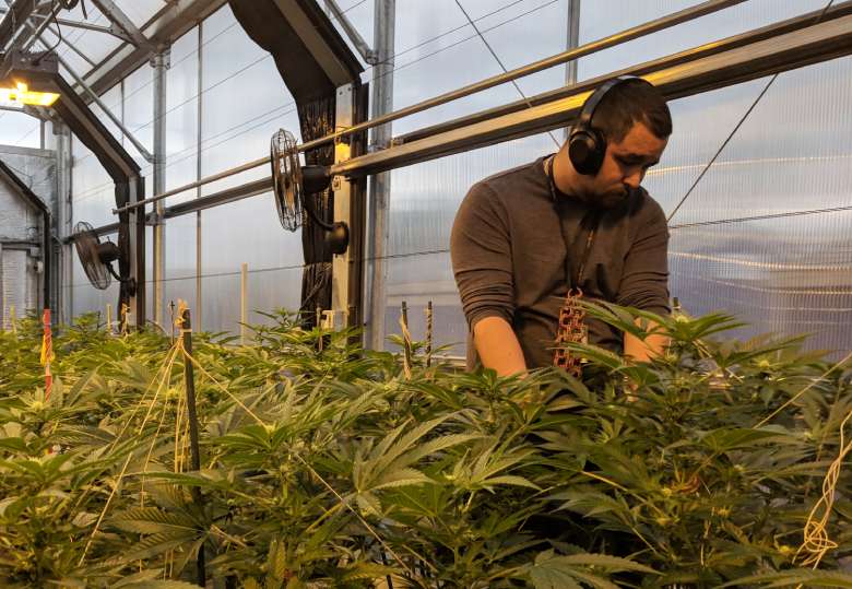 The innovative cultivation of legal California Haze