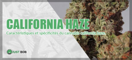 La California Haze CBD
