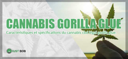 Le cannabis Gorilla Glue CBD
