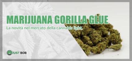 La Marijuana gorilla Glue CBD