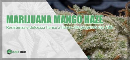 La Marijuana Mango Haze