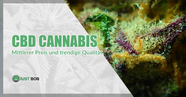 CBD-Cannabis: mittlerer Preis und trendige Qualität