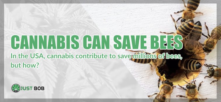 Cannabis cbd and bees