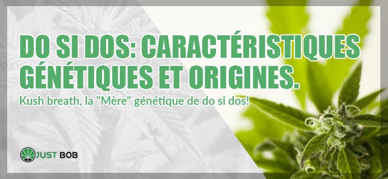 Do Si Dos: genetiques et origines