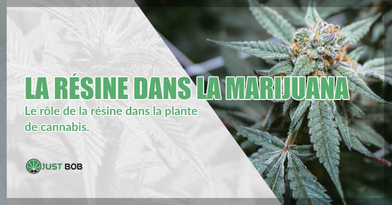 La resine dans la Marijuana