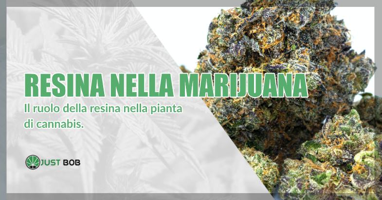 La resina nella marijuana