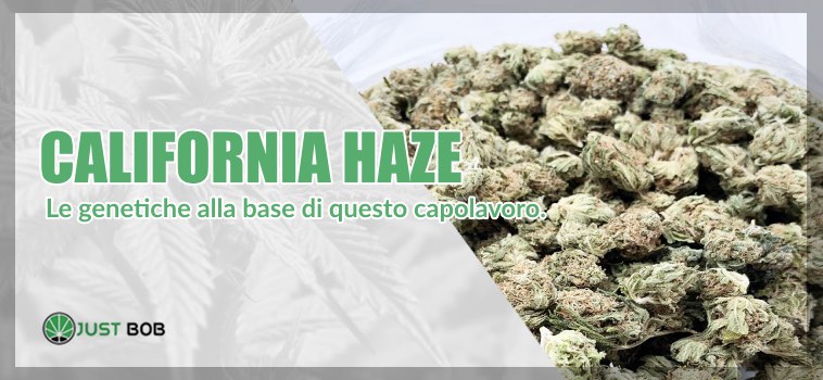 California Haze CBD