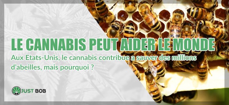 Cannabis cbd peut aider les abeilles