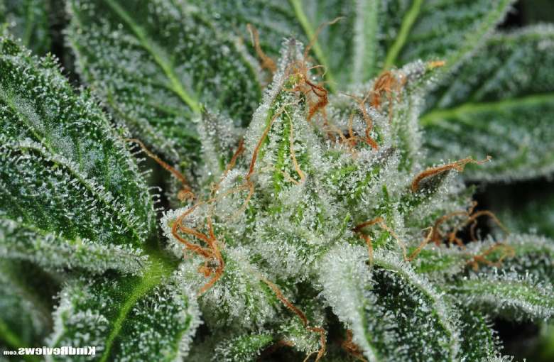 Origines de OGKB (Kush Breath)