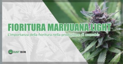 Fioritura della cannabis CBD