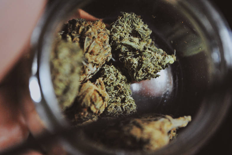 Resina nella marijuana: perché provare quella legale?