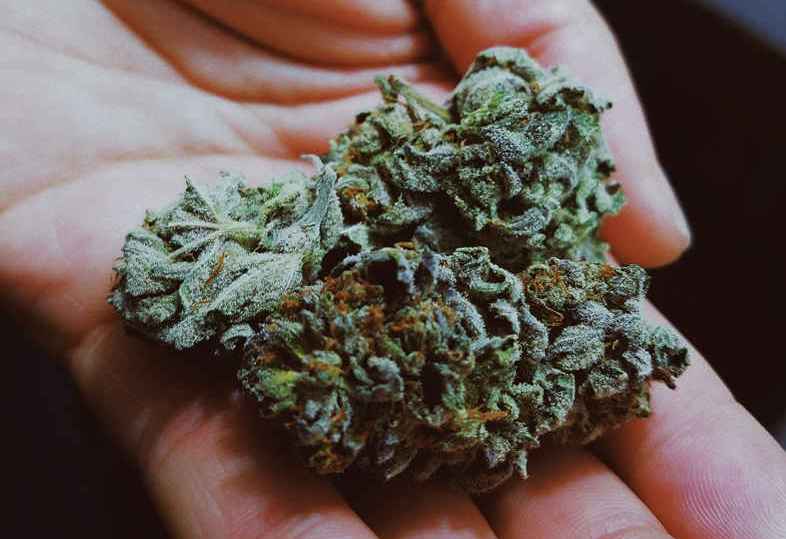 La resina nella marijuana: cosa è?