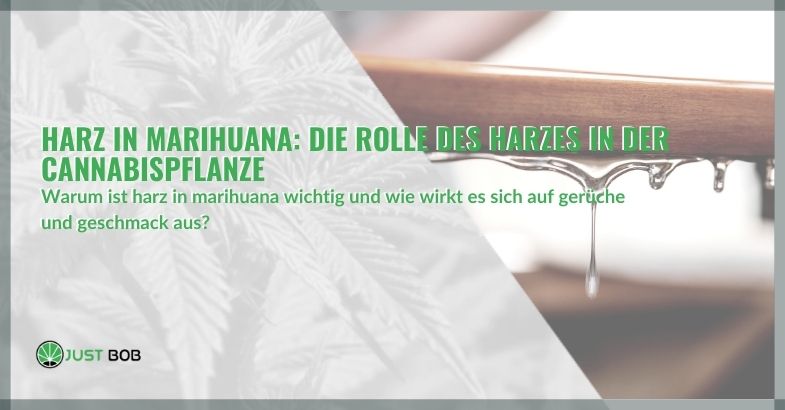 Harz in Marihuana