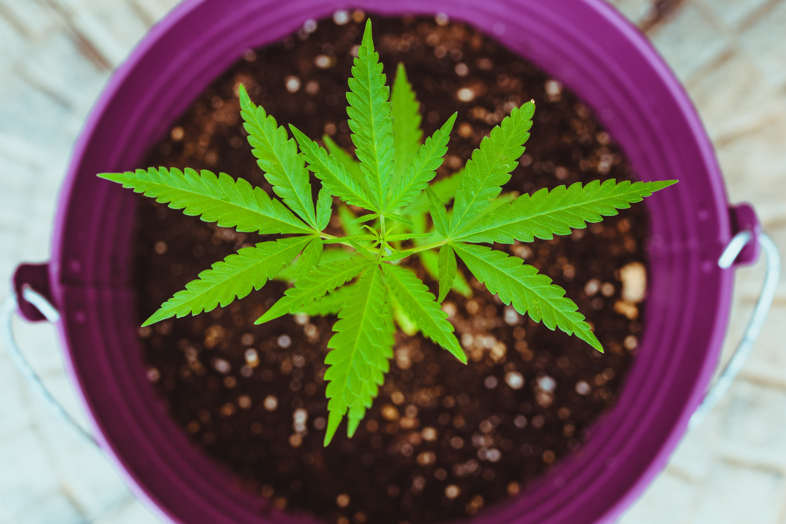 Quando maturano i fiori di cannabis light?