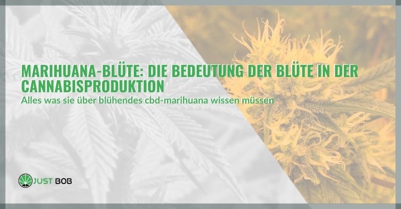 Marihuana-Blüte