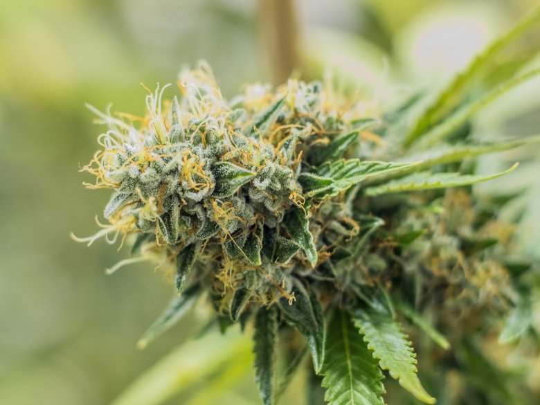 La fioritura della marijuana legale