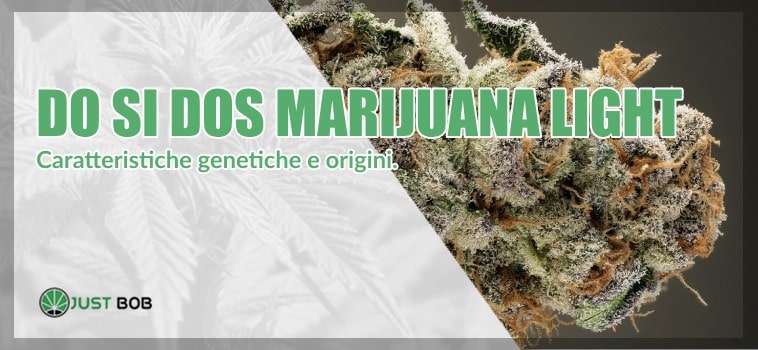 Do Si Dos: genetiche ed origini