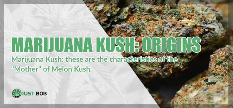 Marijuana Kush: the origins