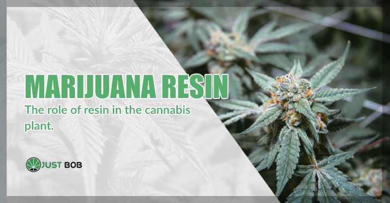 Marijuana and Resin