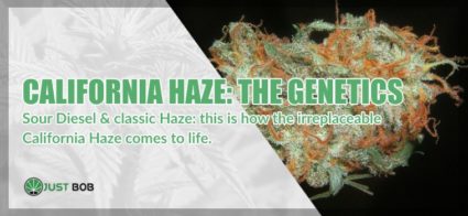 The California Haze CBD