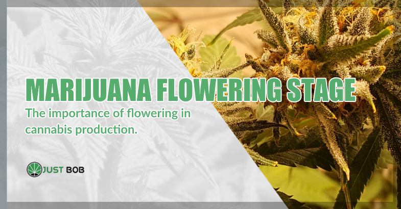 Marijuana flowering stage