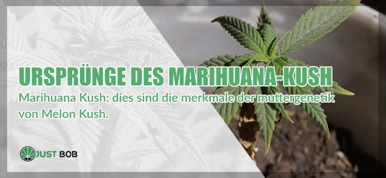Marihuana Melon Kush
