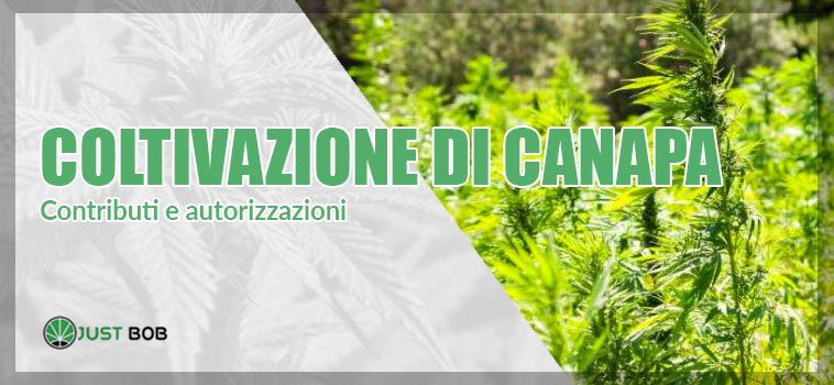 La coltivazione di cannabis light