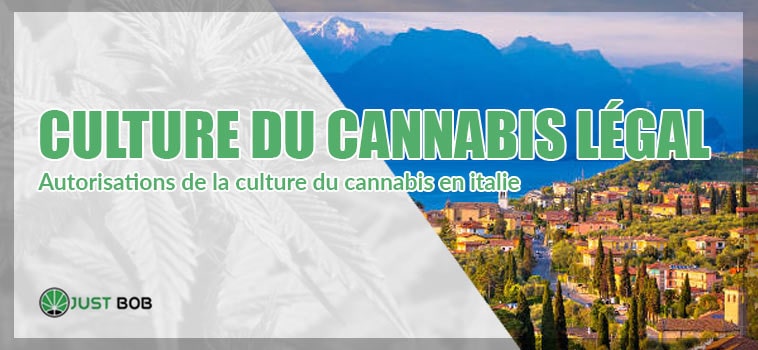 La culture du cannabis legal