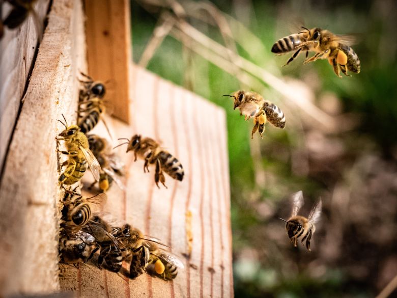 The study on cannabis and bees