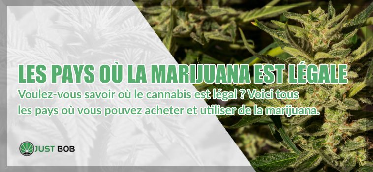 Découvrez les pays où la marijuana est légale