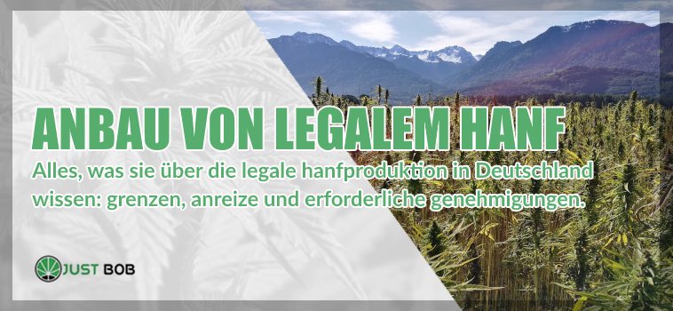 Anbau von legalem Hanf