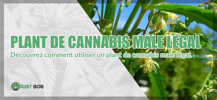 Plant de cannabis mâle légal