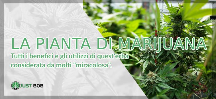 La pianta di Marijuana