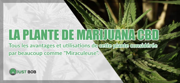 La plante de marijuana