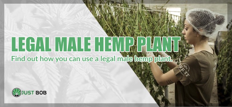Legal male hemp plant: what are the uses?