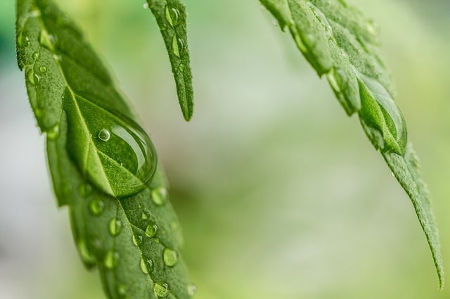 Olio di canapa: come si impiega?