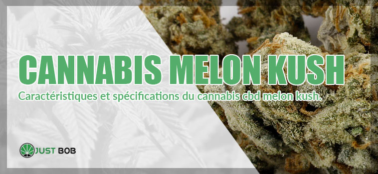Marijuana CBD Melon Kush