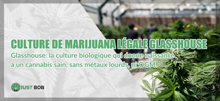 Culture de marijuana légale et sous serre