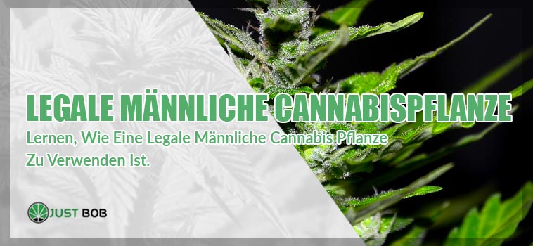 Legale männliche Cannabispflanze