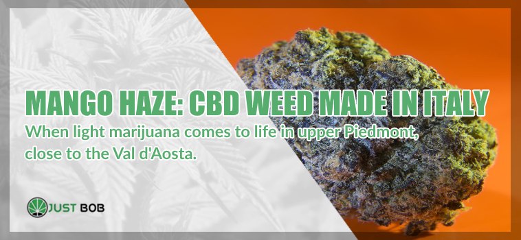 Mango Haze: when CBD cannabis is made in Italy.